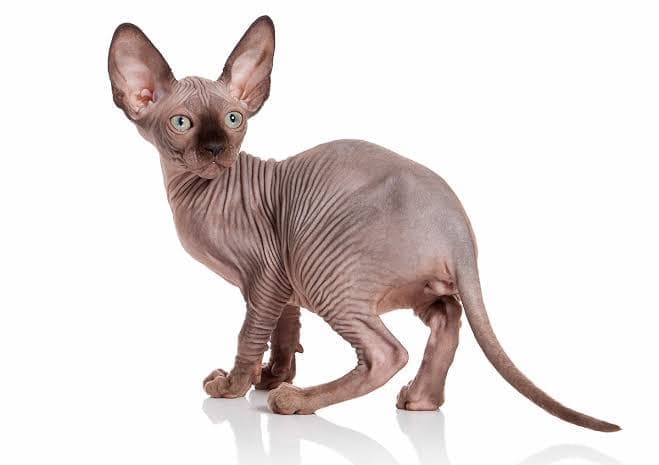 Gato Elfo