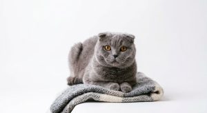 Gato Scottish Fold
