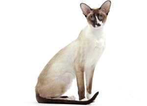 Gato Seychellois