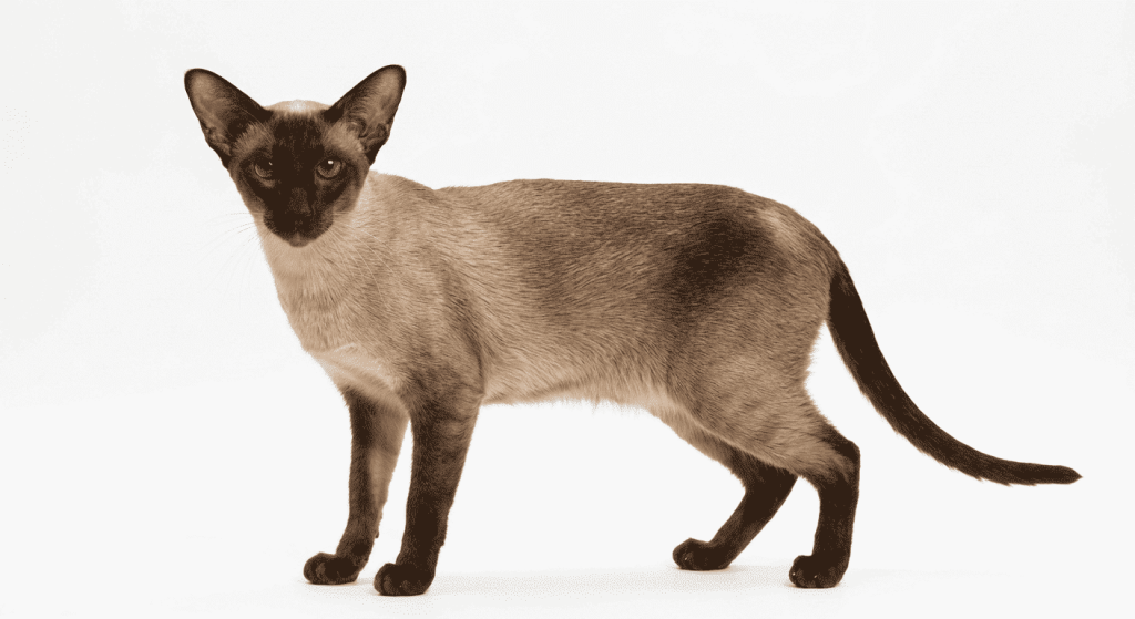 Gato Siamés Moderno