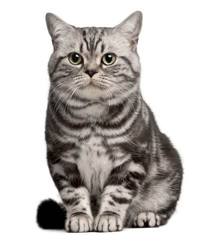 Gato Brazilian Shorthair